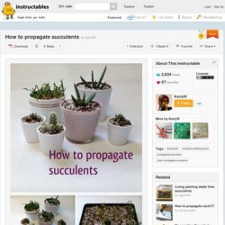 How to propagate succulents