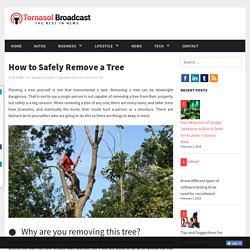 How to Safely Remove a Tree