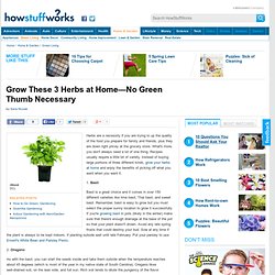 Grow These 3 Herbs at Home&mdash;No Green Thumb Necessary"