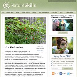 Huckleberries