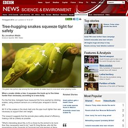 Tree-hugging snakes squeeze tight for safety