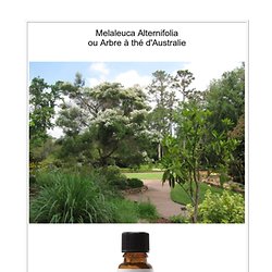 Huile melaleuca alternifolia