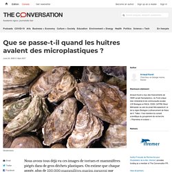 Que se passe-t-il quand les huîtres avalent des microplastiques ?