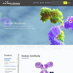 fully human antibody