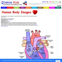 Human Heart Diagram - Human Body Pictures - Science for Kids