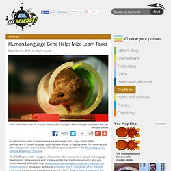 Human Language Gene Helps Mice Learn Tasks