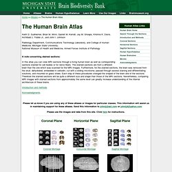 The Human Brain Atlas