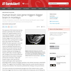 Human brain size gene triggers bigger brain in monkeys