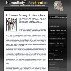 Human Whole Body Digital 3D Model P1/P1-XT