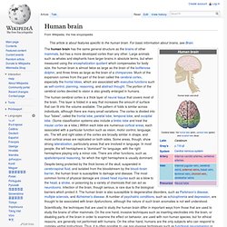 Human brain