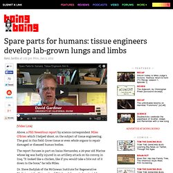Spare parts for humans: tissue engineers develop lab-grown lungs and limbs