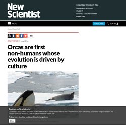 Orcas are first non-humans whose evolution is driven by culture