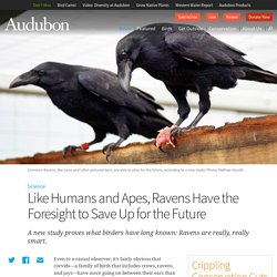 Like Humans and Apes, Ravens Have the Foresight to Save Up for the Future