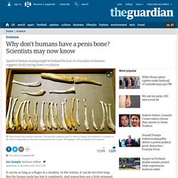 Why don't humans have a penis bone? Scientists may now know