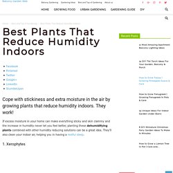 Best Plants That Reduce Humidity Indoors