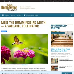 Meet the Hummingbird Moth — A Valuable Pollinator