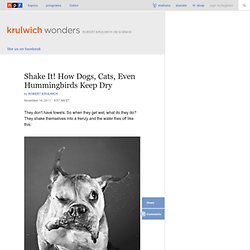 Shake It! How Dogs, Cats, Even Hummingbirds Keep Dry : Krulwich Wonders...