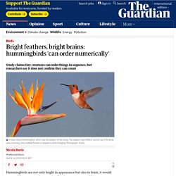 Bright feathers, bright brains: hummingbirds 'can order numerically'