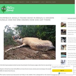 Humpback Whale Found Dead In Brazil's Amazon Jungle And No One Knows How She Got There