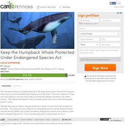 texte de la pétition: Keep the Humpback Whale Protected Under Endangered Species Act