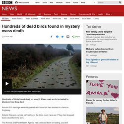Hundreds of dead birds found in mystery mass death