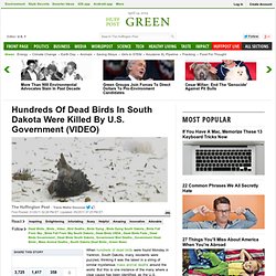 Hundreds Of Dead Birds In South Dakota Were Killed By U.S. Government