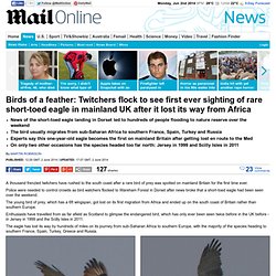 Birds of a feather: Hundreds of twitchers flock to see first ever sighting of rare short-toed eagle in UK after it lost its way