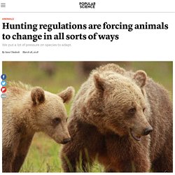 Hunting regulations are forcing animals to change in all sorts of ways