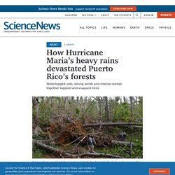 How Hurricane Maria’s heavy rains devastated Puerto Rico’s forests