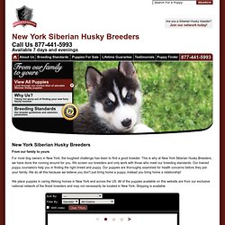 Quality Husky Puppies for Sale in New York