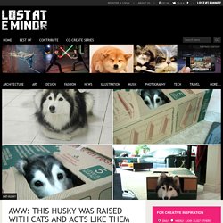 Aww: this husky was raised with cats and acts like them - Lost At E Minor: For creative people