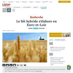 L ECHO REPUBLICAIN 16/10/17 Le blé hybride s'élabore en Eure-et-Loir