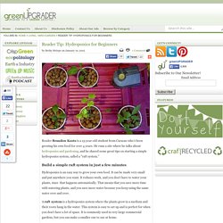 hydroponic lettuce farm