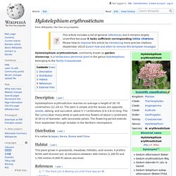Hylotelephium erythrostictum