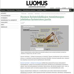 Suomen hyönteislahkojen tunnistusopas johdattaa hyönteisten pariin