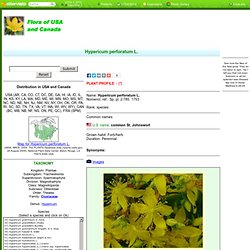 Hypericum perforatum L. - common St. Johnswort