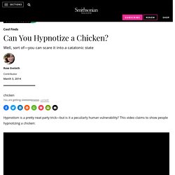 Can You Hypnotize a Chicken?