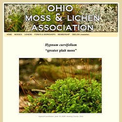 Ohio Moss and Lichen Association
