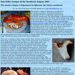 Hypomyces lactifluorum, the lobster mushroom, Tom Volk's Fungus of the Month for August 2001