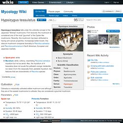 Hypsizygus tessulatus - Mycology Wiki