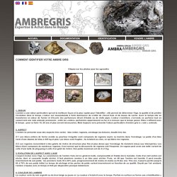 Identification de l'ambre gris avec l' odeur de ambregris et la taille et forme de l ambergris