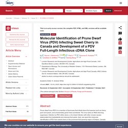 VIRUSES 07/10/21 Molecular Identification of Prune Dwarf Virus (PDV) Infecting Sweet Cherry in Canada and Development of a PDV Full-Length Infectious cDNA Clone