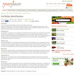 Iris Bulbs Identification