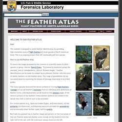 The Feather Atlas - Feather Identification and Scans - U.S. Fish and Wildlife Service Forensics Laboratory
