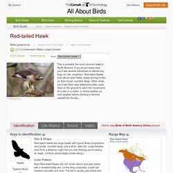 Red-tailed Hawk, Identification, All About Birds - Cornell Lab of Ornithology
