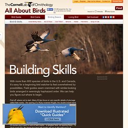 Bird Identification Skills, Birding Basics, Bird I, All About Birds, Cornell Lab of Ornithology