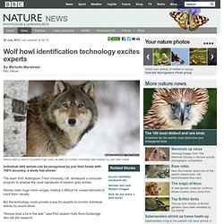 BBC Nature - Wolf howl identification technology excites experts