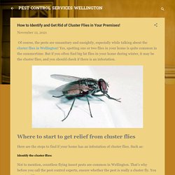 How to Identify and Get Rid of Cluster Flies in Your Premises!