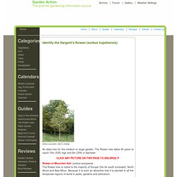 How to identify sorbus aucuparia, Rowan Tree