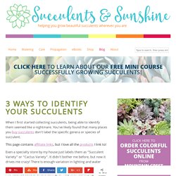 3 Ways to Identify Your Succulents